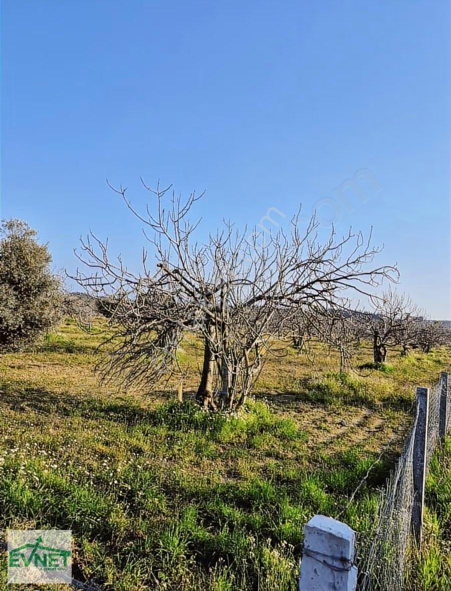 Ortaklar'da Emsallerin Altında Satılık İncir Ve Zeytin Bahçesi - Görsel 7