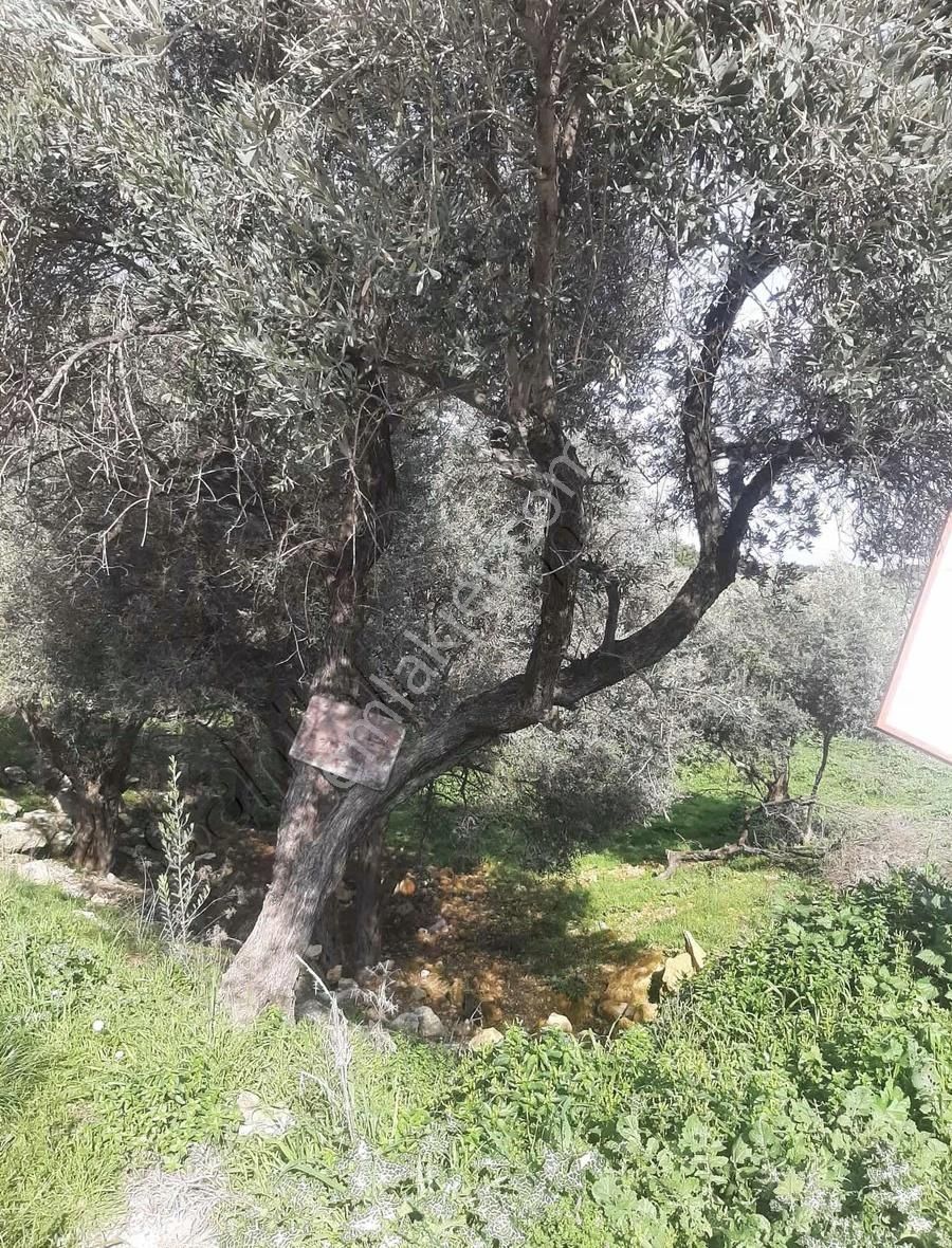 Canyurt Gayrimenkul Den Kozbeyli De Satılık Arsa - Görsel 9