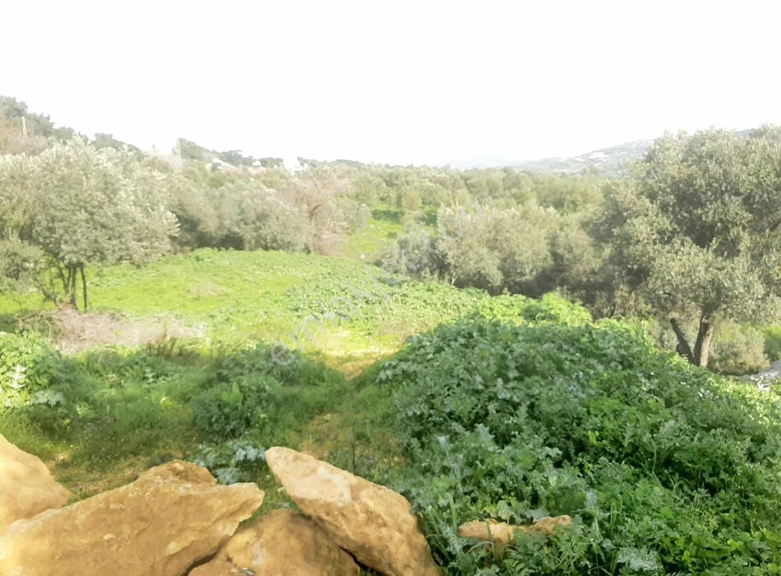 Canyurt Gayrimenkul Den Kozbeyli De Satılık Arsa - Görsel 3