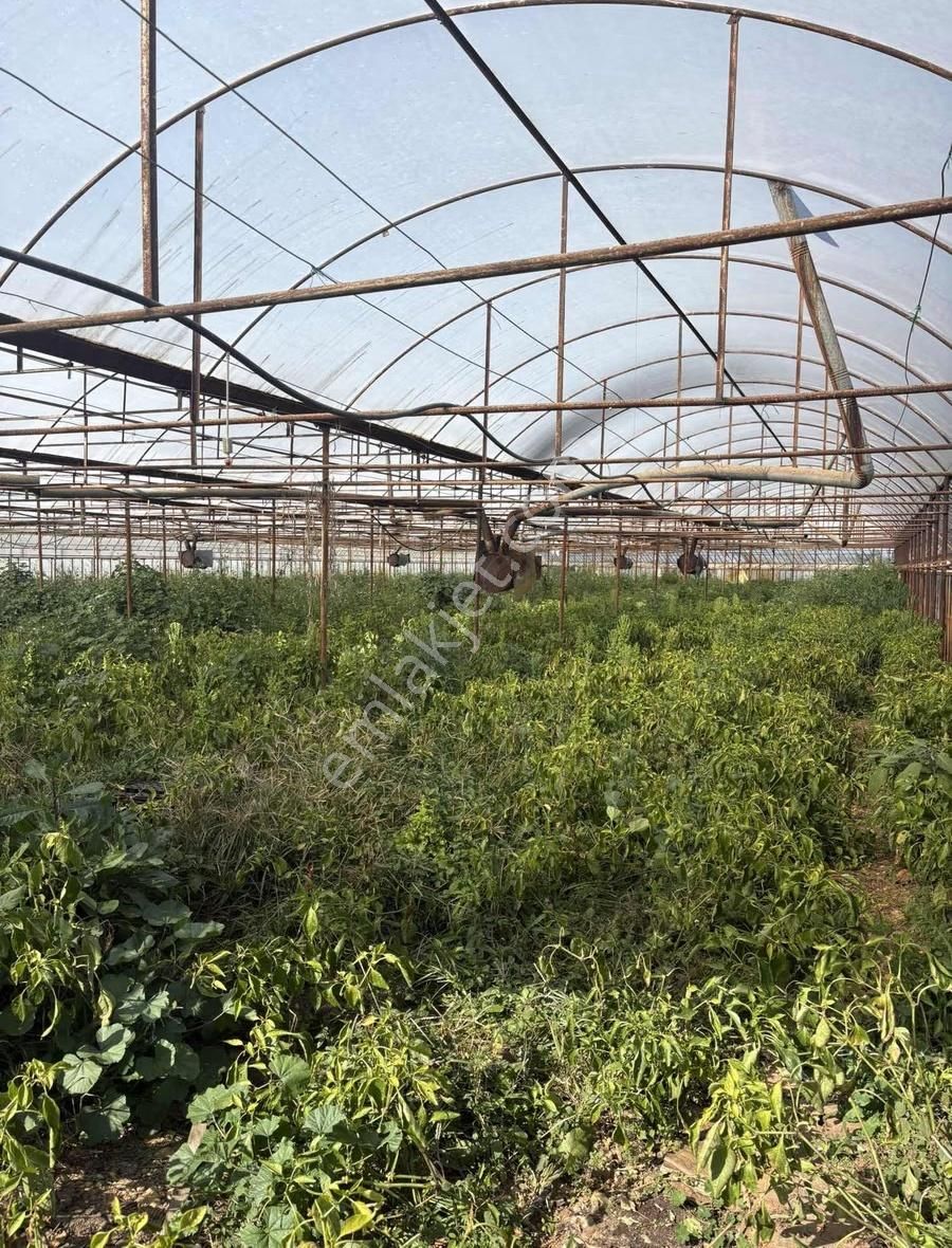 Aksu Kumköy'de Müstakil 4.594 M2 İçinde Sera Olan Satılık Tarla - Görsel 5