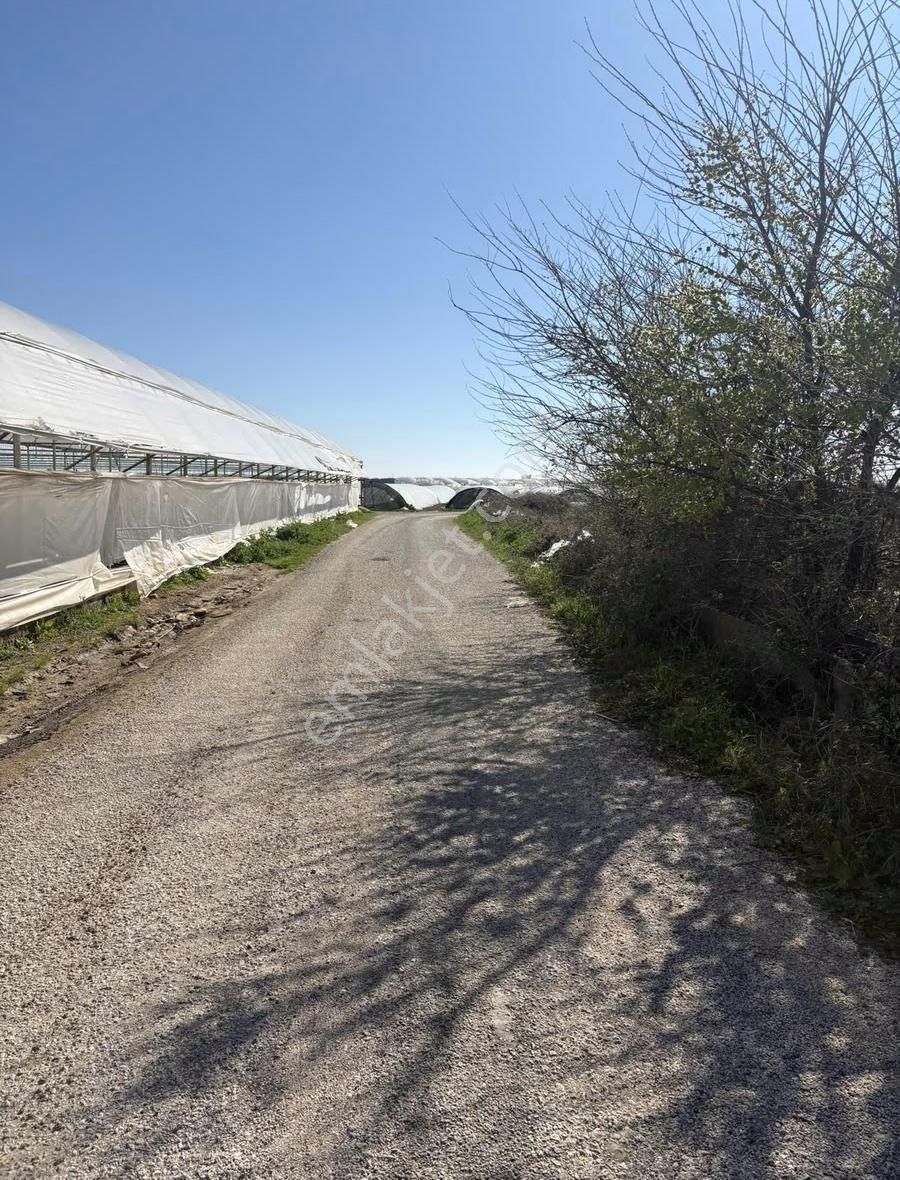 Aksu Kumköy'de Müstakil 4.594 M2 İçinde Sera Olan Satılık Tarla - Görsel 12