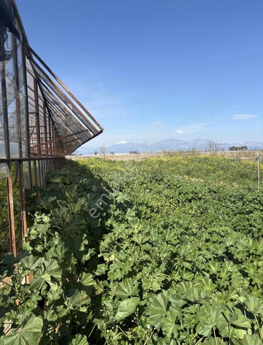 Aksu Kumköy'de Müstakil 4.594 M2 İçinde Sera Olan Satılık Tarla - Görsel 8