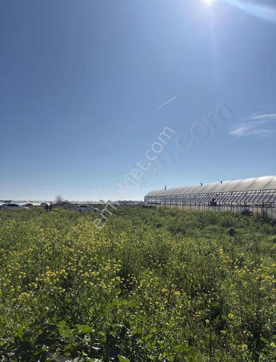 Aksu Kumköy'de Müstakil 4.594 M2 İçinde Sera Olan Satılık Tarla - Görsel 14