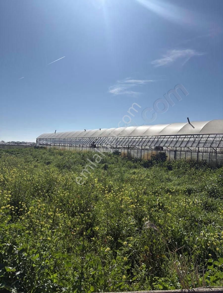 Aksu Kumköy'de Müstakil 4.594 M2 İçinde Sera Olan Satılık Tarla - Görsel 13