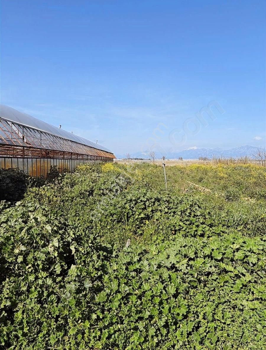 Aksu Kumköy'de Müstakil 4.594 M2 İçinde Sera Olan Satılık Tarla