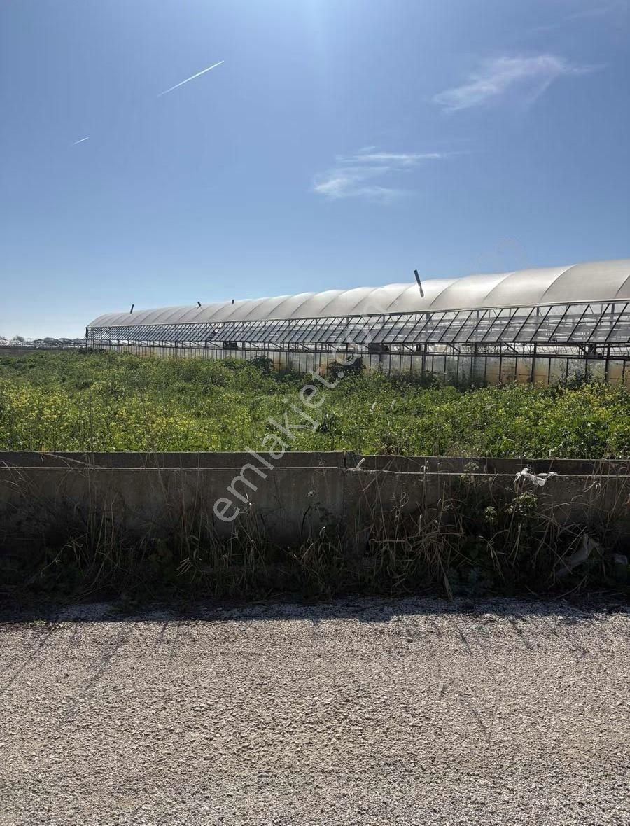 Aksu Kumköy'de Müstakil 4.594 M2 İçinde Sera Olan Satılık Tarla - Görsel 9