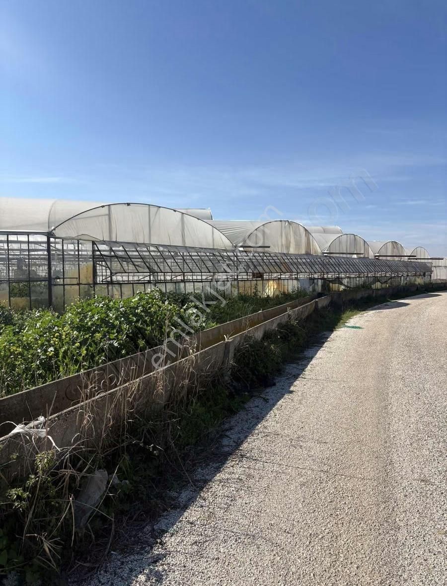 Aksu Kumköy'de Müstakil 4.594 M2 İçinde Sera Olan Satılık Tarla - Görsel 6