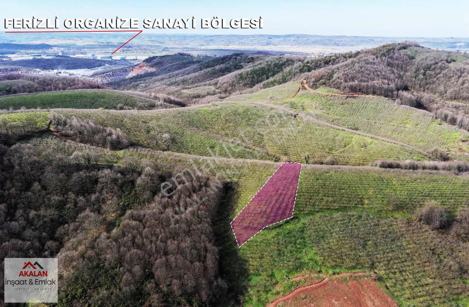 Ferizli Akçukur'da 6 Dönüm Yatırımlık Bakımlı Fındık Bahçesi - Görsel 5