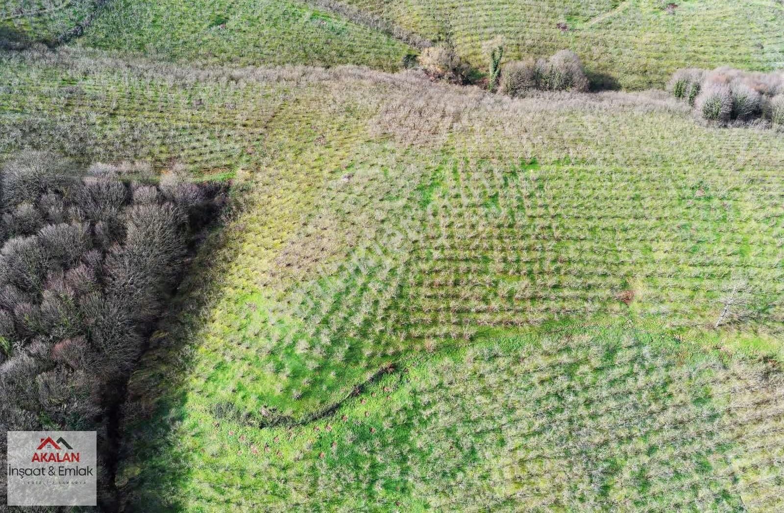 Ferizli Akçukur'da 6 Dönüm Yatırımlık Bakımlı Fındık Bahçesi - Görsel 7