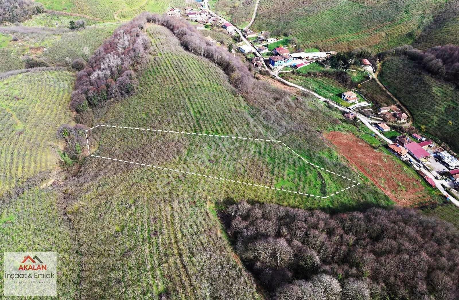 Ferizli Akçukur'da 6 Dönüm Yatırımlık Bakımlı Fındık Bahçesi - Görsel 9