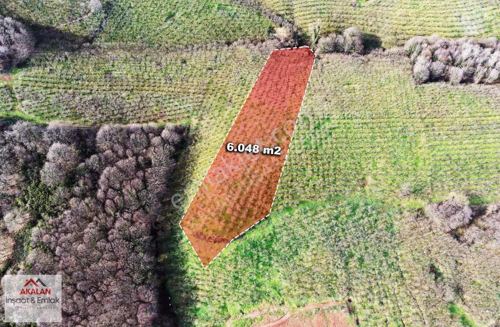 Ferizli Akçukur'da 6 Dönüm Yatırımlık Bakımlı Fındık Bahçesi - Görsel 3