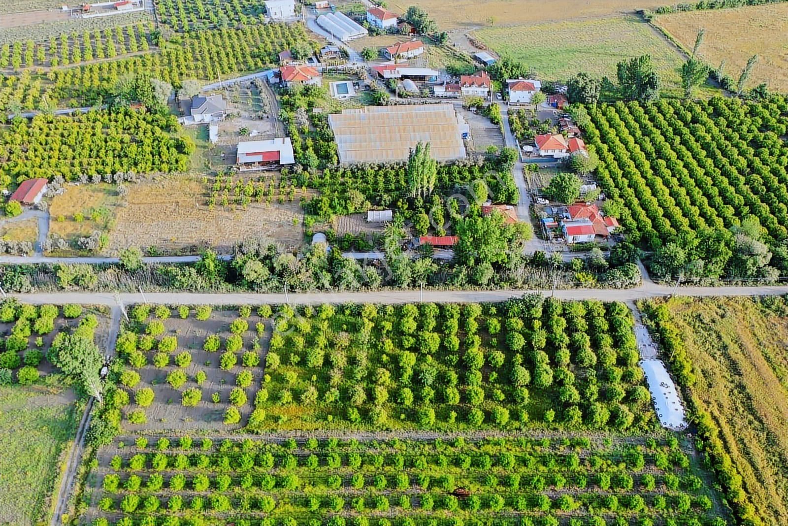 Nysa Emlak'tan 6.400 M2 Satılık Hisseli Limon Bahçesi - Görsel 3
