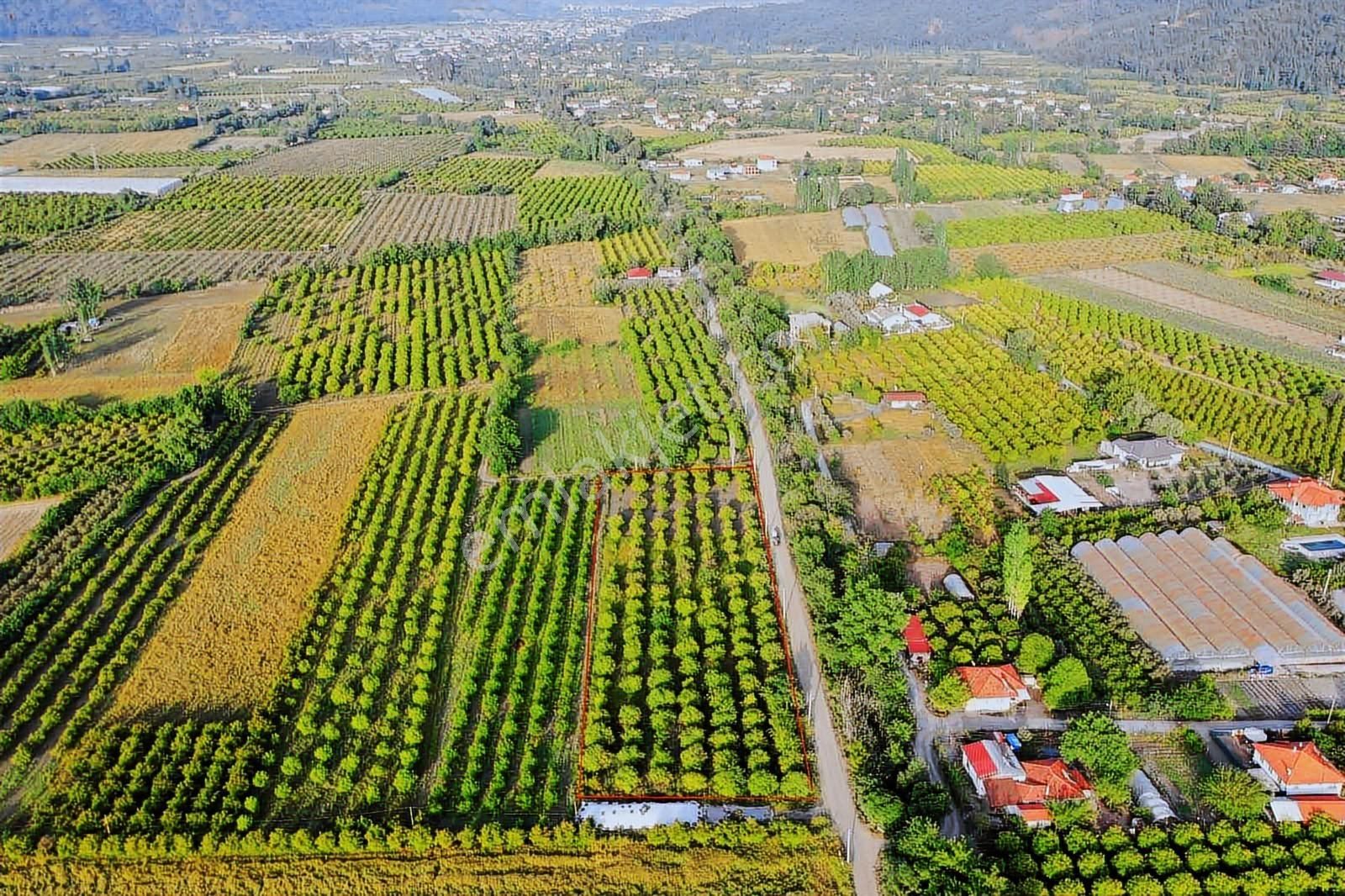 Nysa Emlak'tan 6.400 M2 Satılık Hisseli Limon Bahçesi