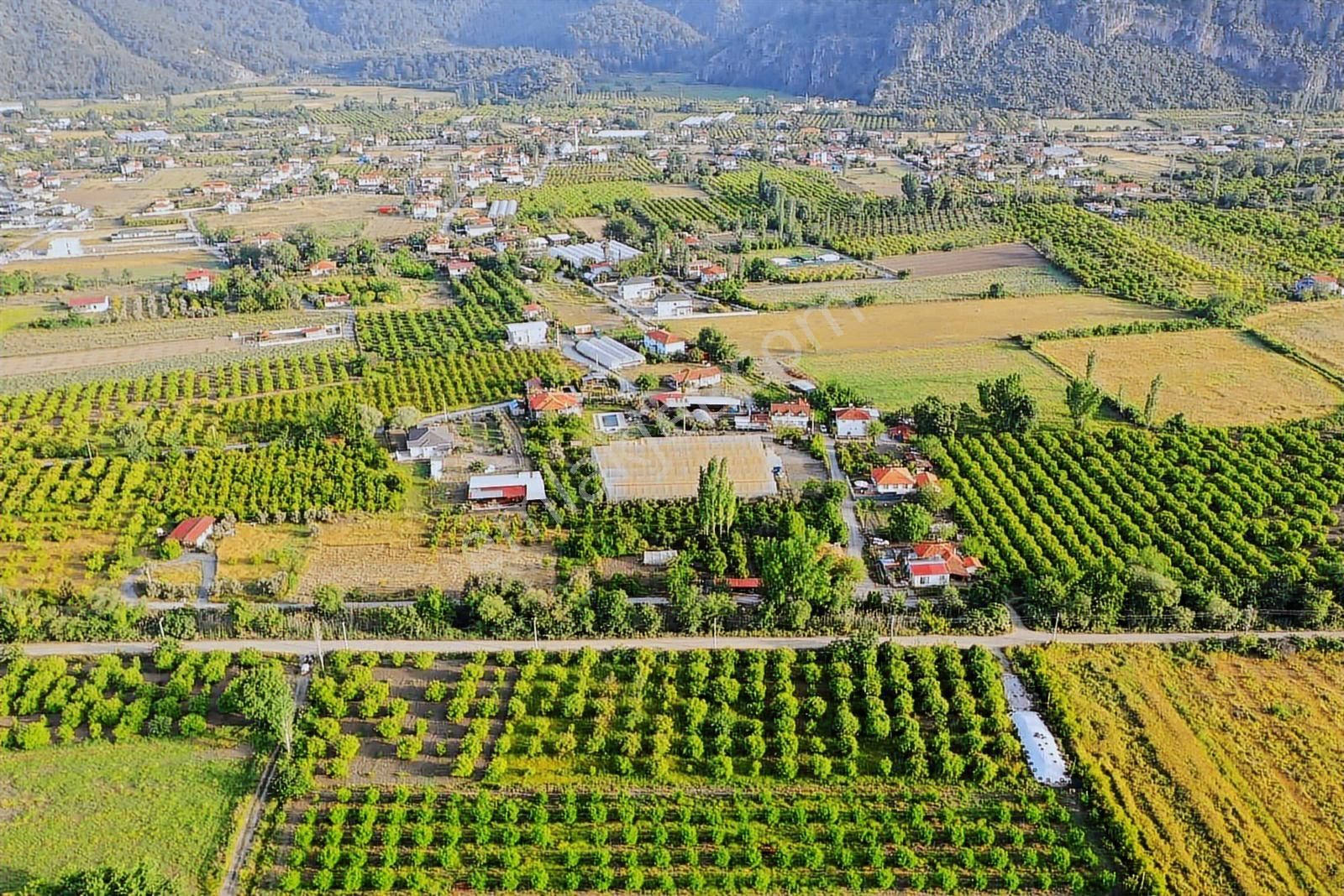 Nysa Emlak'tan 6.400 M2 Satılık Hisseli Limon Bahçesi - Görsel 10
