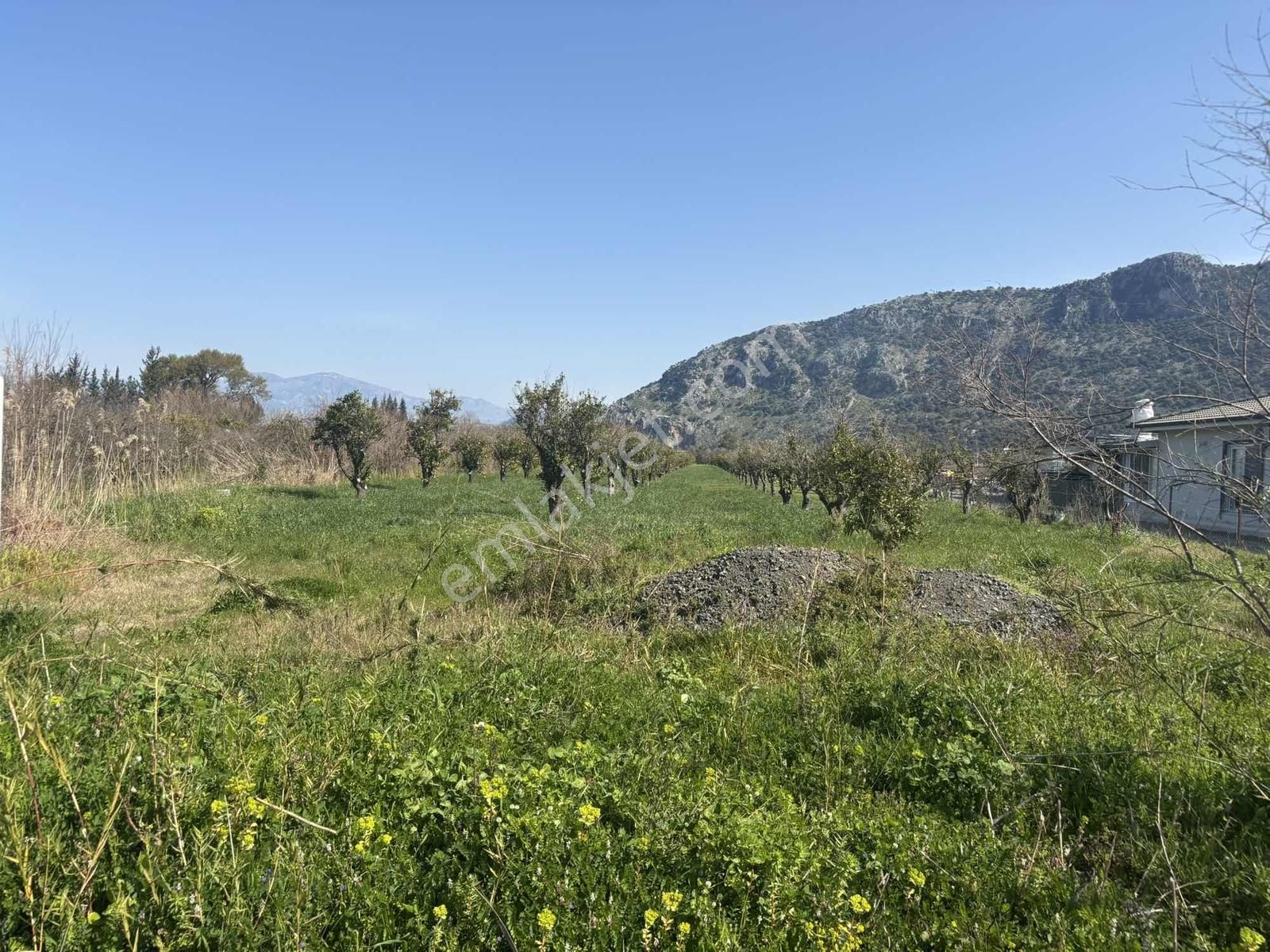 Nysa Emlak'tan Dalyan Arıkbaşı Mh 6.600 M2 Şahsi Tapu Tarla - Görsel 14