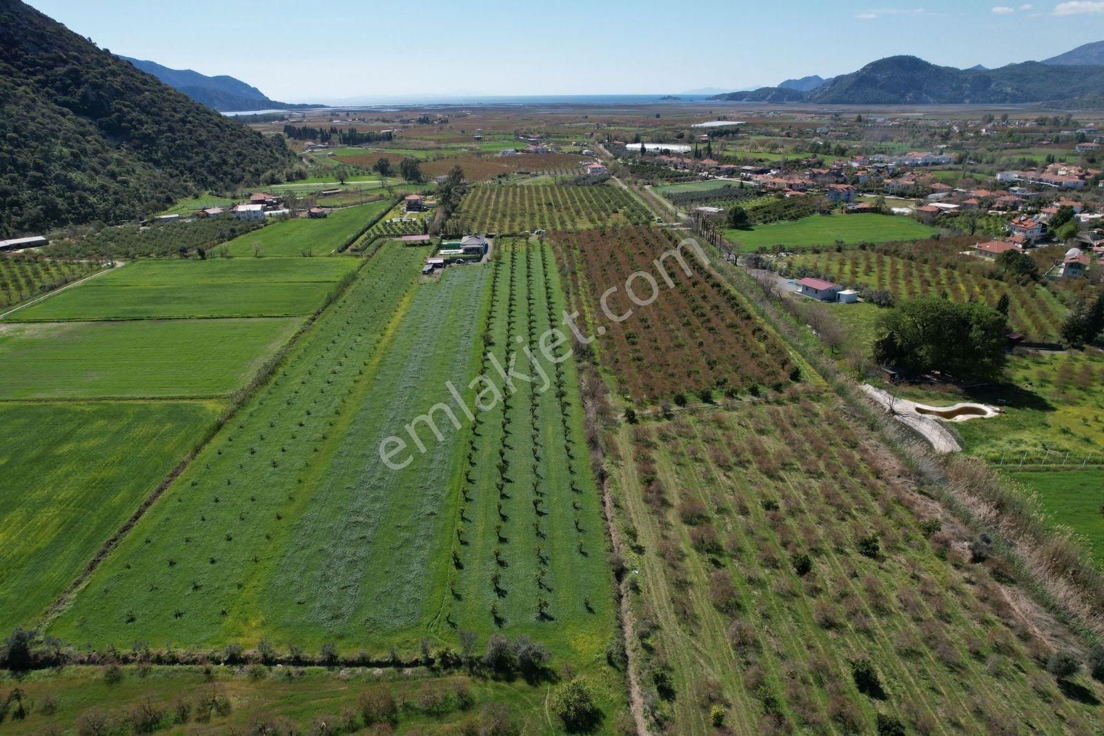 Nysa Emlak'tan Dalyan Arıkbaşı Mh 6.600 M2 Şahsi Tapu Tarla - Görsel 3