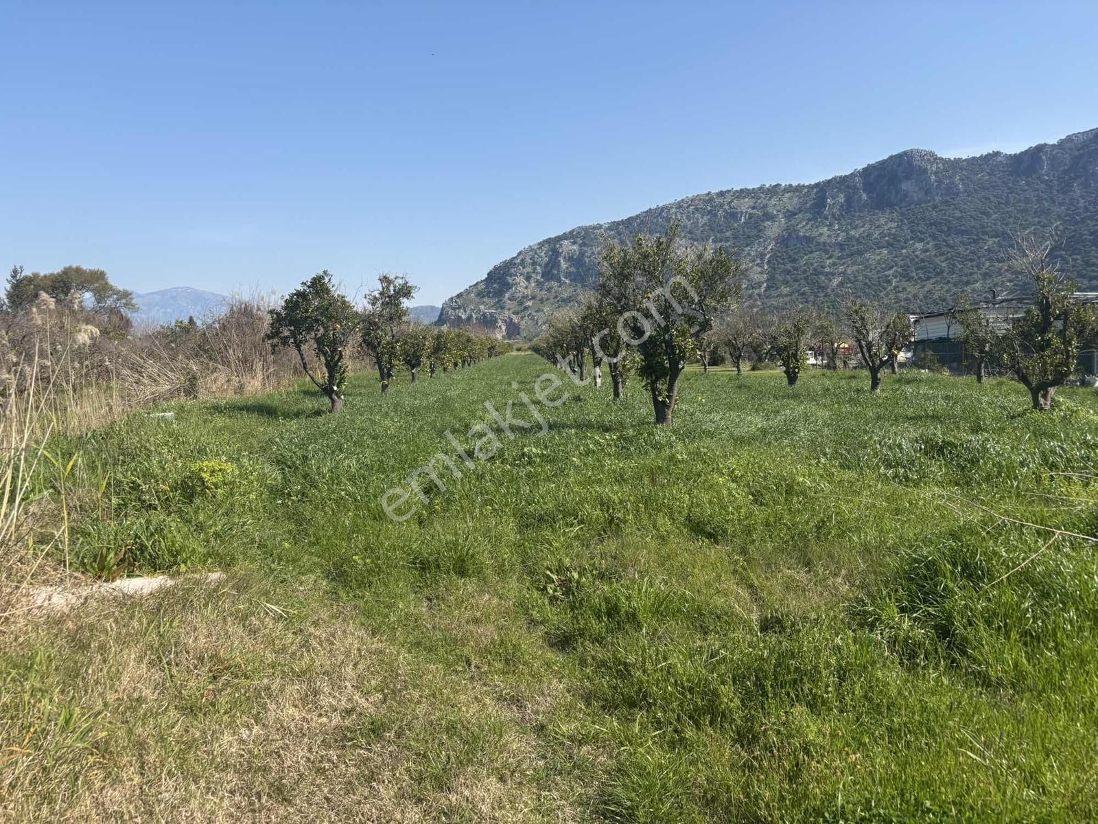 Nysa Emlak'tan Dalyan Arıkbaşı Mh 6.600 M2 Şahsi Tapu Tarla - Görsel 20