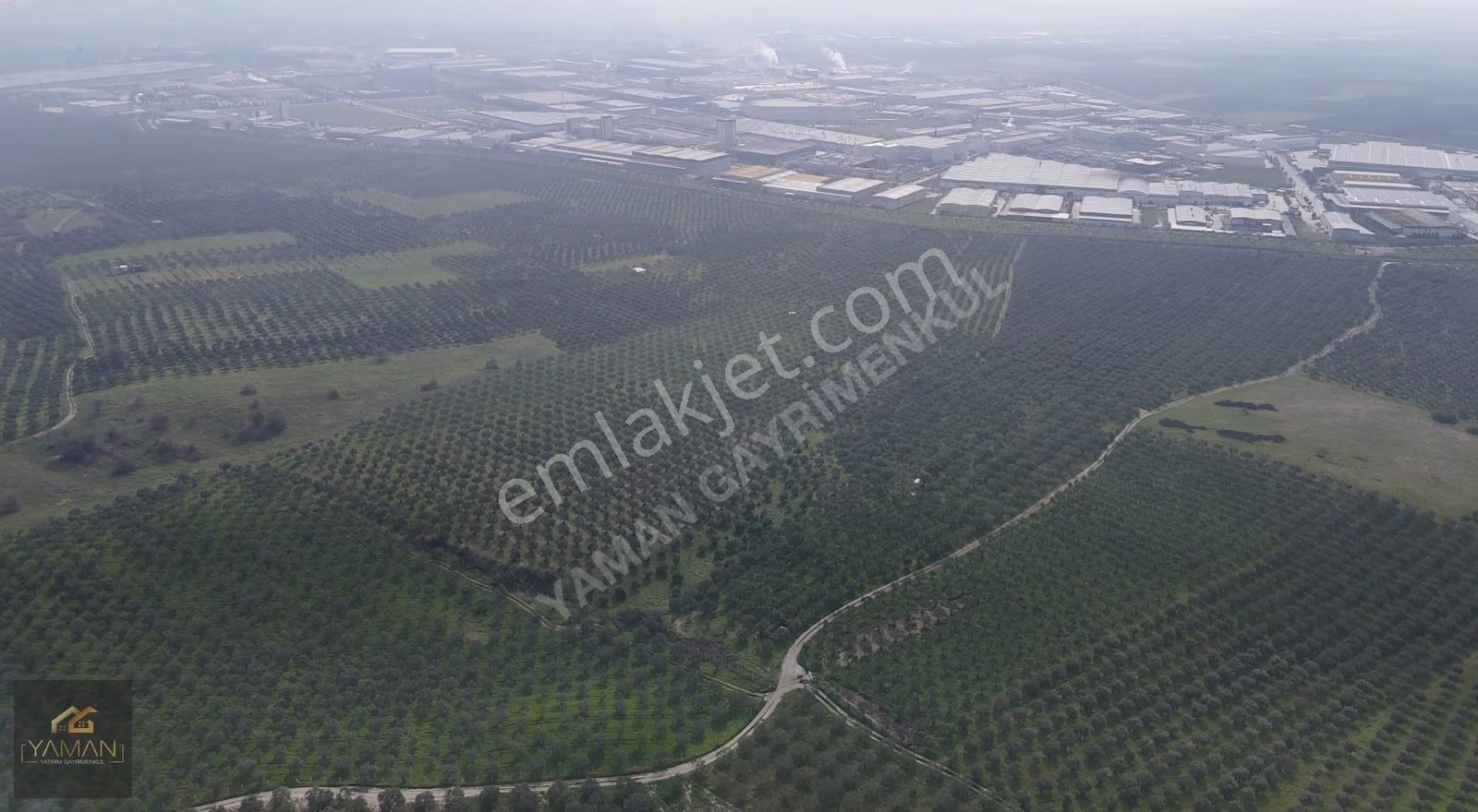 Akhisar Doğuca'da 22.150 M² Satılık Zeytinlik - Elektrik & Su - Görsel 18
