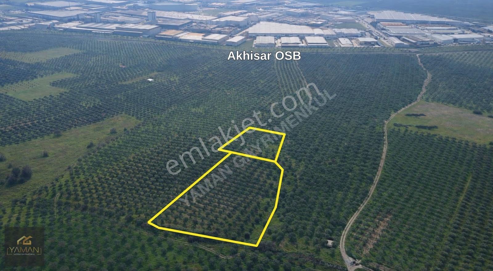 Akhisar Doğuca'da 22.150 M² Satılık Zeytinlik - Elektrik & Su