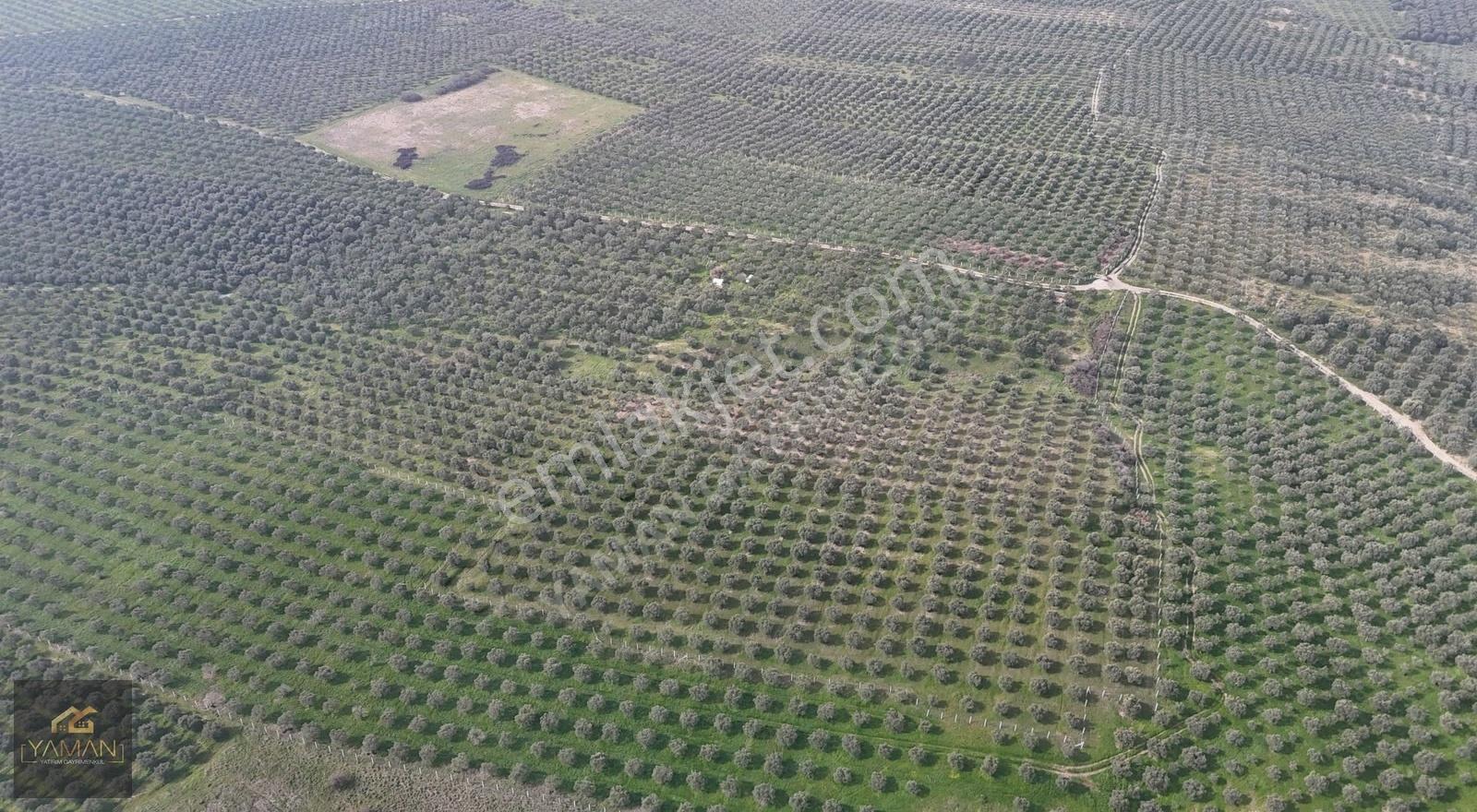 Akhisar Doğuca'da 22.150 M² Satılık Zeytinlik - Elektrik & Su - Görsel 7