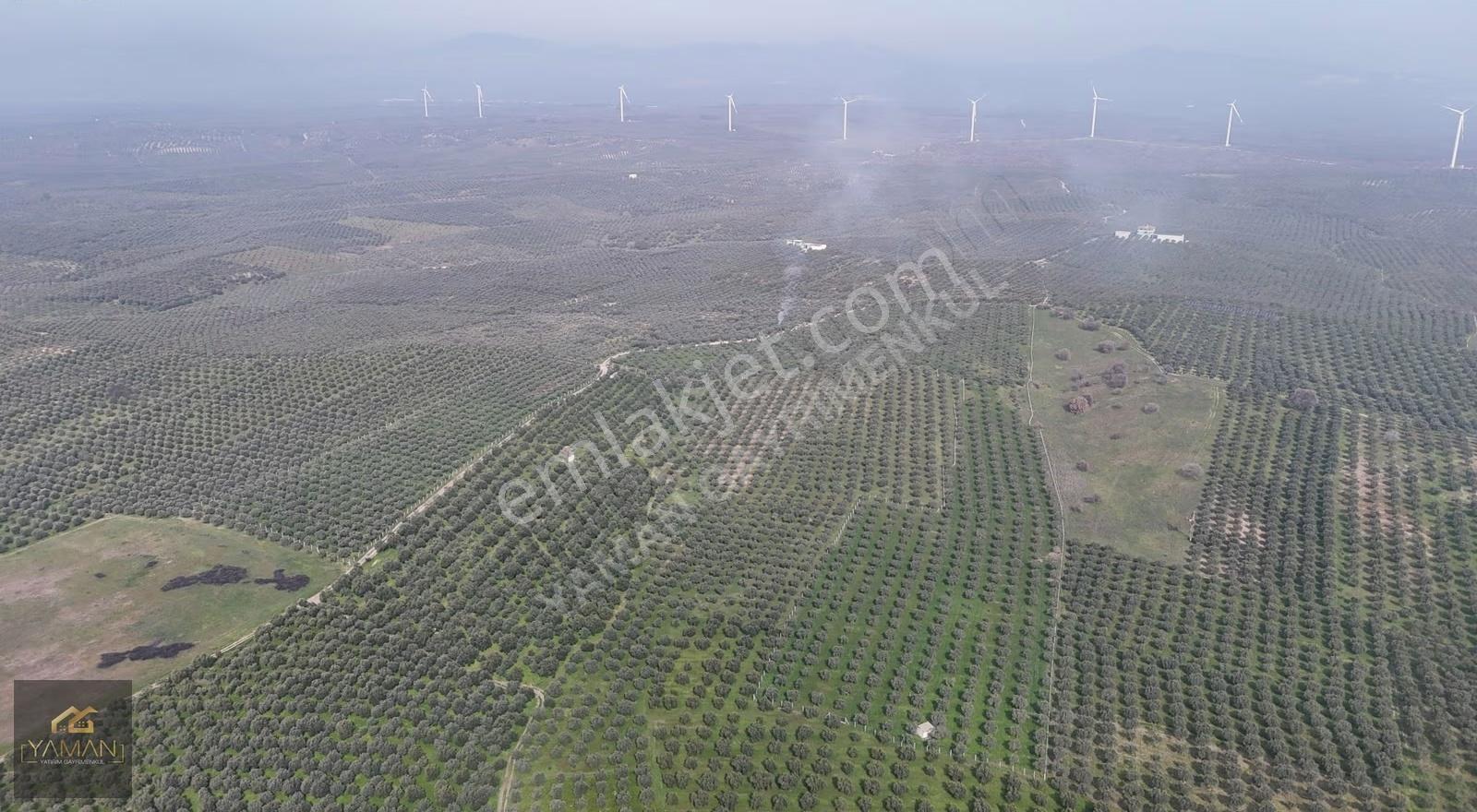 Akhisar Doğuca'da 22.150 M² Satılık Zeytinlik - Elektrik & Su - Görsel 6