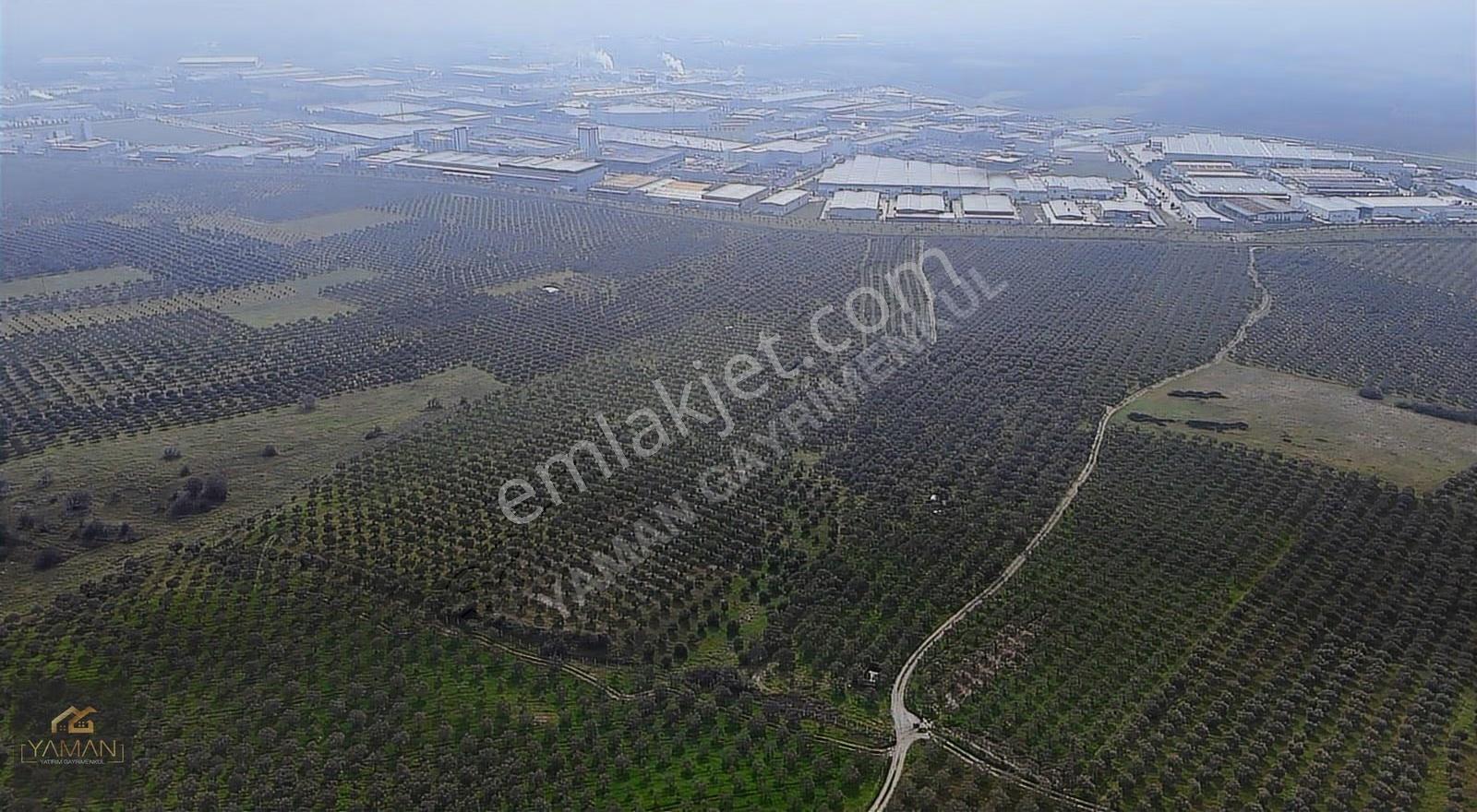 Akhisar Doğuca'da 22.150 M² Satılık Zeytinlik - Elektrik & Su - Görsel 30