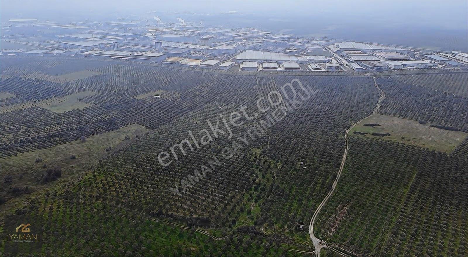 Akhisar Doğuca'da 22.150 M² Satılık Zeytinlik - Elektrik & Su - Görsel 3