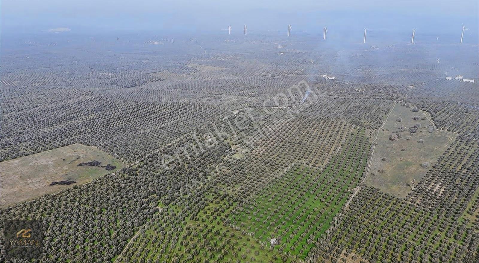 Akhisar Doğuca'da 22.150 M² Satılık Zeytinlik - Elektrik & Su - Görsel 23