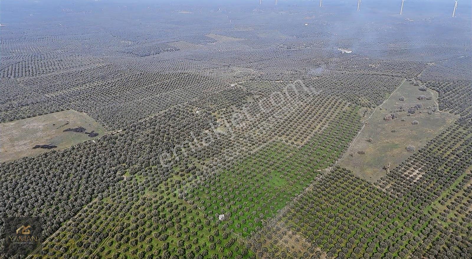 Akhisar Doğuca'da 22.150 M² Satılık Zeytinlik - Elektrik & Su - Görsel 13