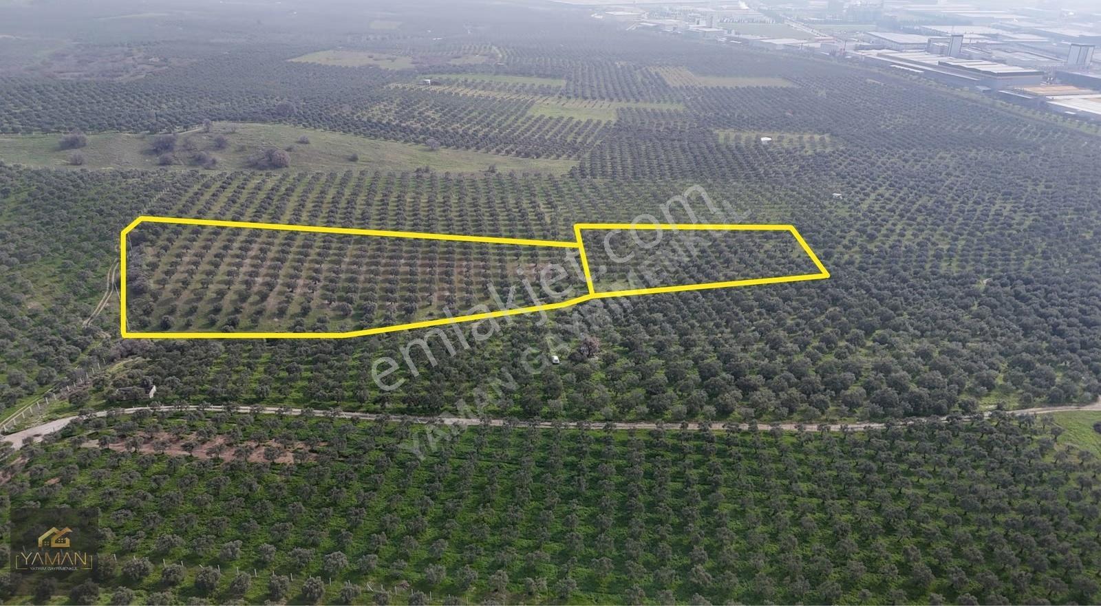 Akhisar Doğuca'da 22.150 M² Satılık Zeytinlik - Elektrik & Su - Görsel 16