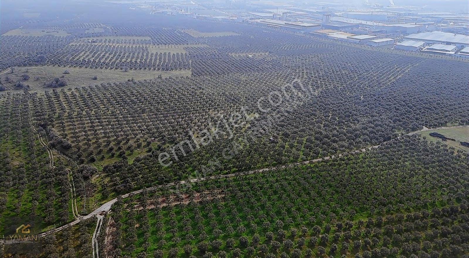 Akhisar Doğuca'da 22.150 M² Satılık Zeytinlik - Elektrik & Su - Görsel 20