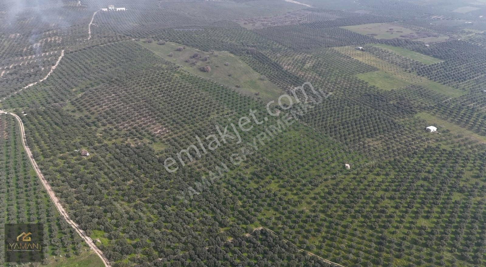 Akhisar Doğuca'da 22.150 M² Satılık Zeytinlik - Elektrik & Su - Görsel 15