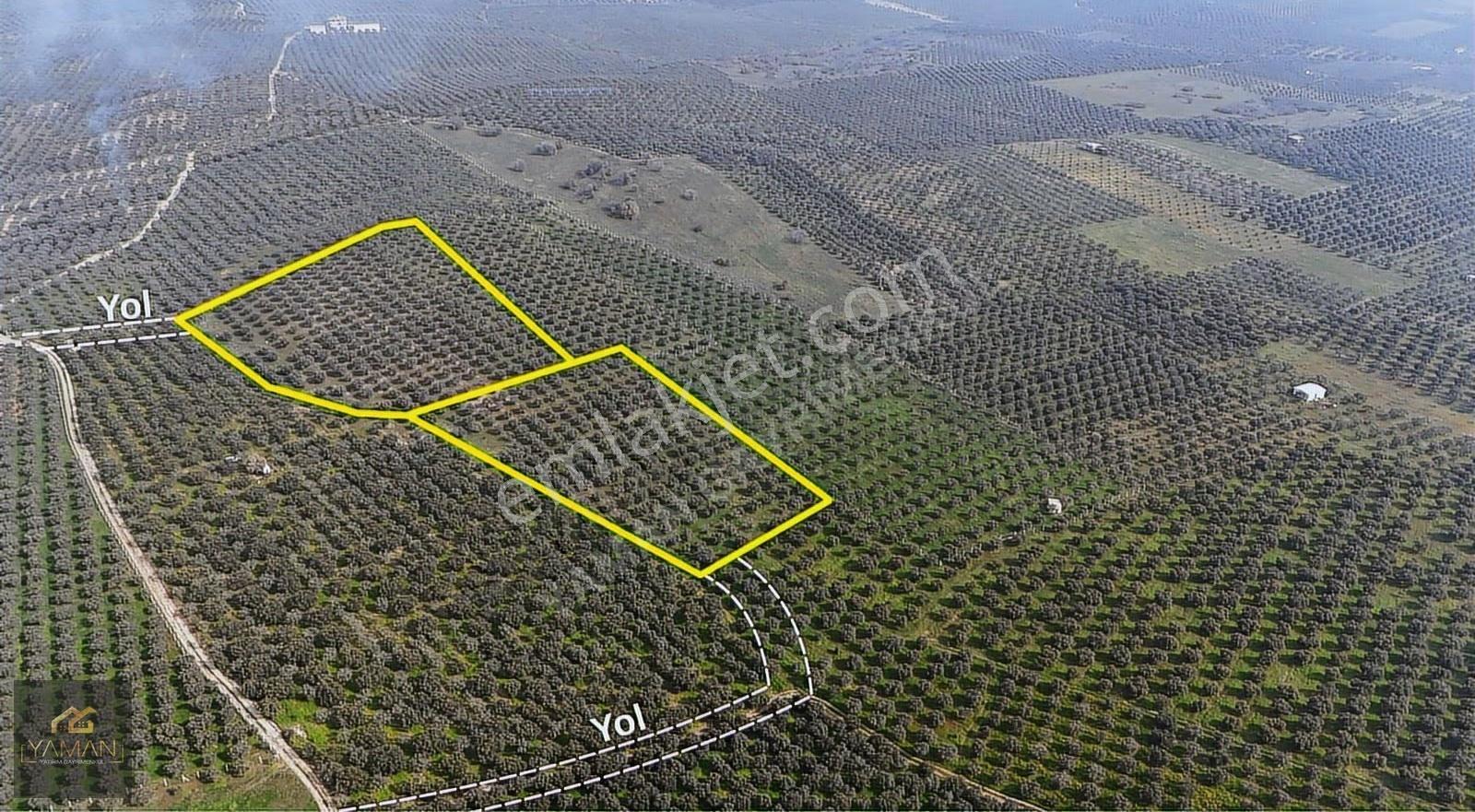 Akhisar Doğuca'da 22.150 M² Satılık Zeytinlik - Elektrik & Su - Görsel 22