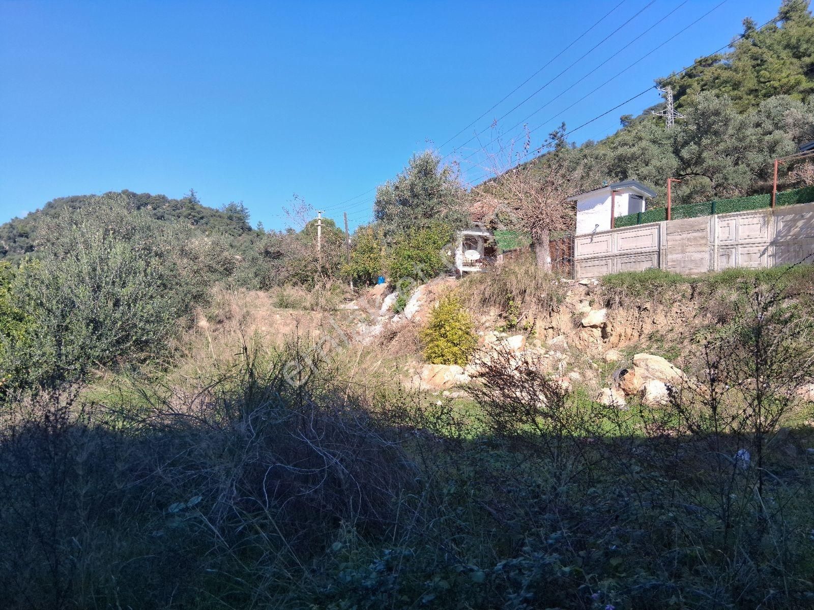 Nysa Emlak'tan Acill Zeytinalanı Mh 426 M2 Rızai Taksimli Tarla