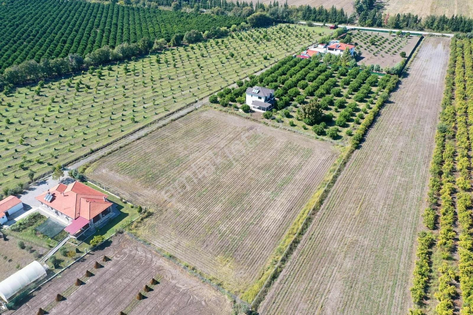 Nysa Emlak Tan 7000 M2 Satılık Rızai Taksim Li Tarla - Görsel 2