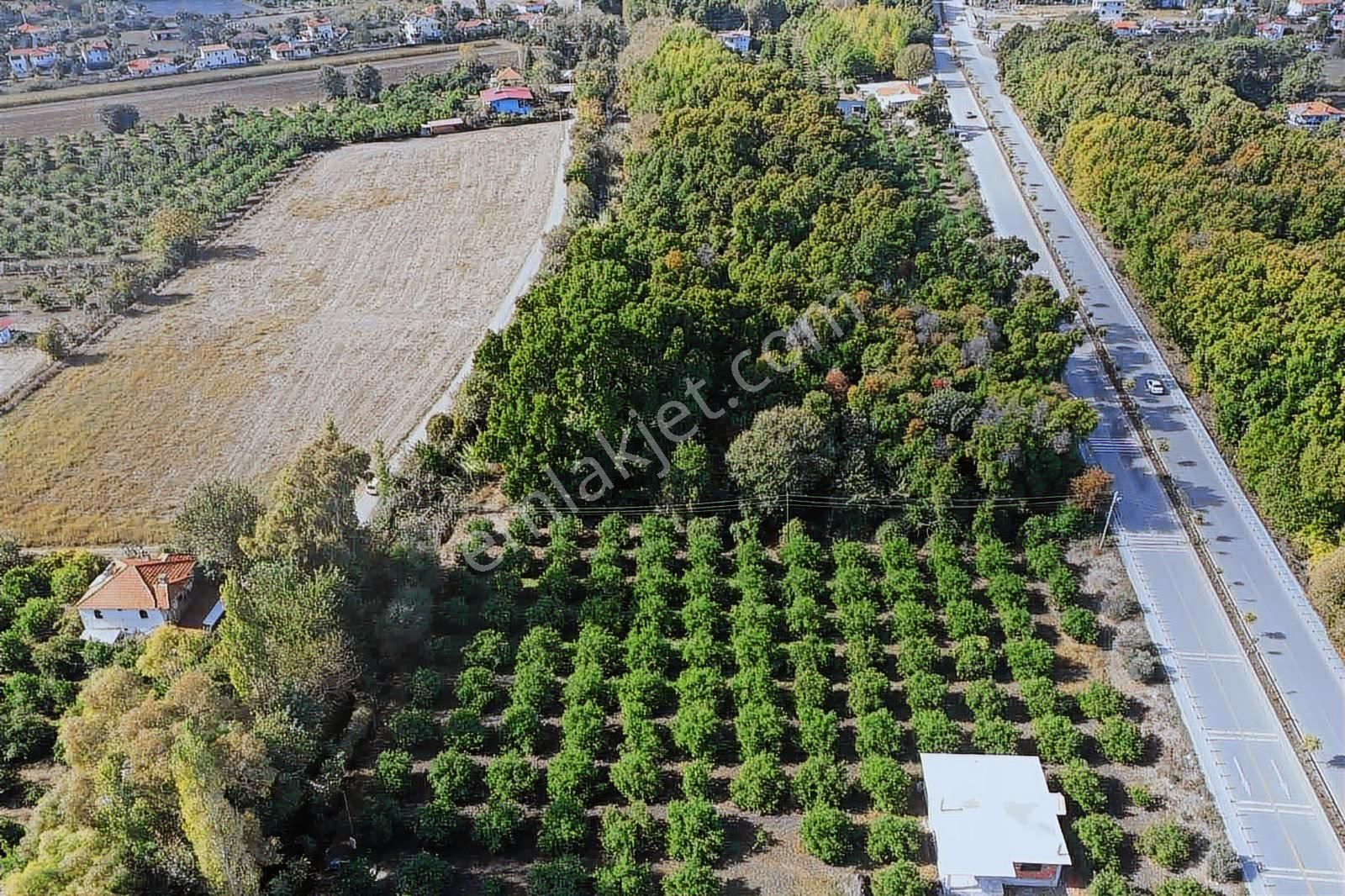 Nysa Emlak'tan Okçular Mh Satılık 2.250 M2 Rızai Taksımlı Tarla