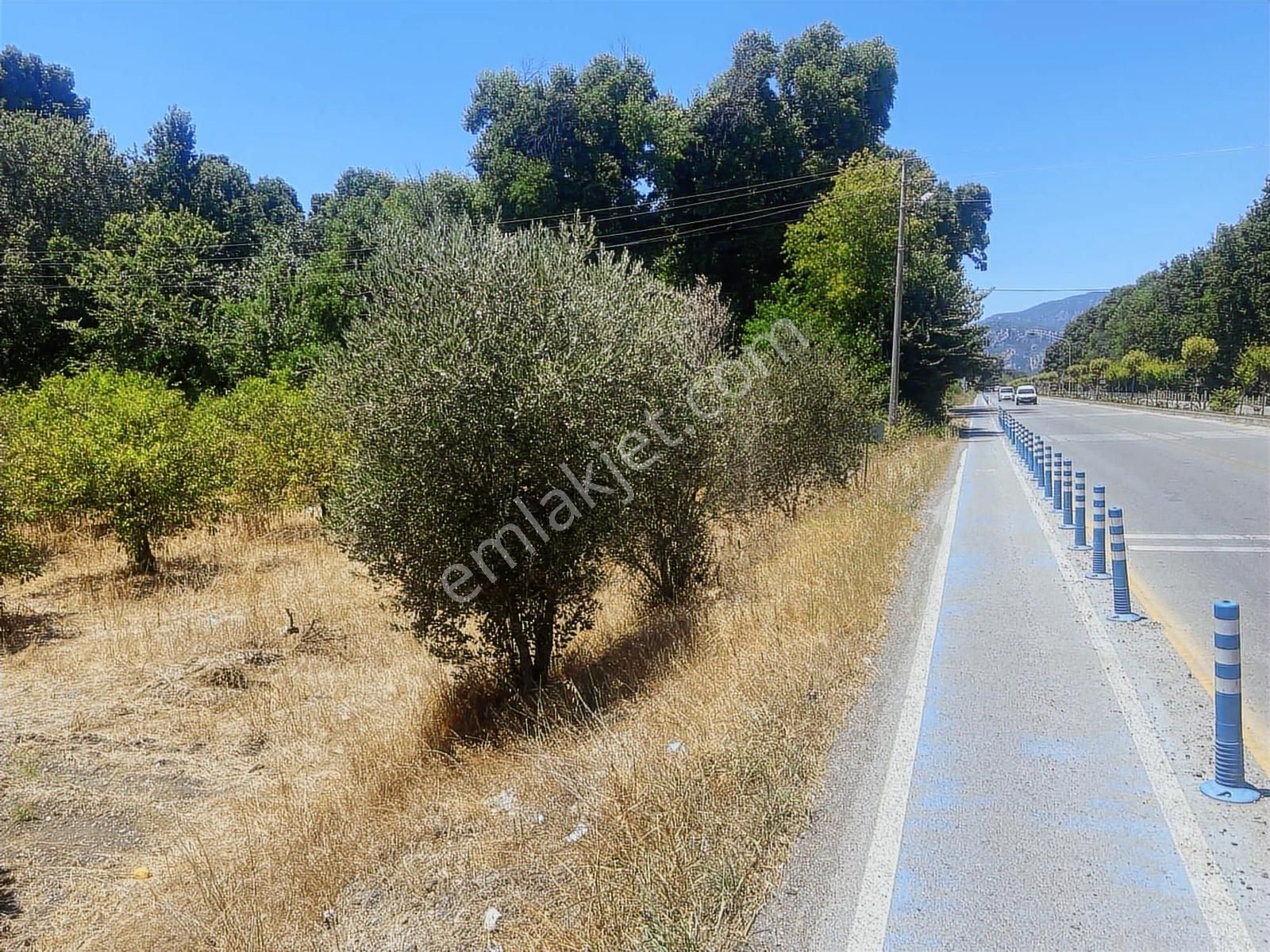 Nysa Emlak'tan Okçular Mh Satılık 2.250 M2 Rızai Taksımlı Tarla - Görsel 2