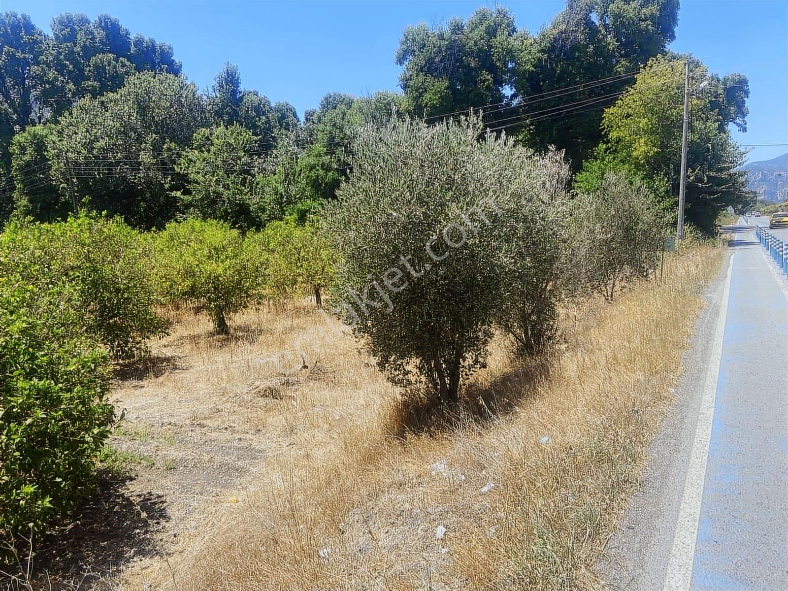 Nysa Emlak'tan Okçular Mh Satılık 2.250 M2 Rızai Taksımlı Tarla - Görsel 7
