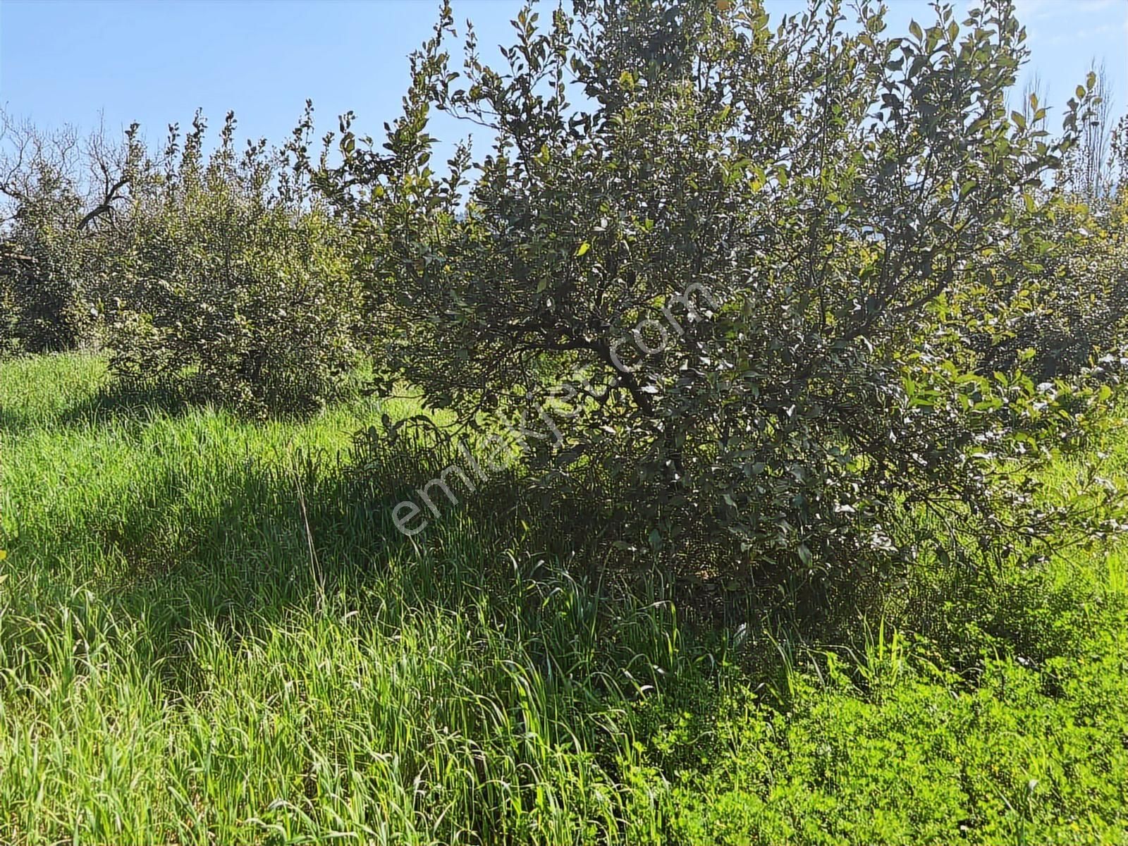 Nysa Emlak'tan Satılık 477 M2 Satılık Hisseli Tarla - Görsel 12