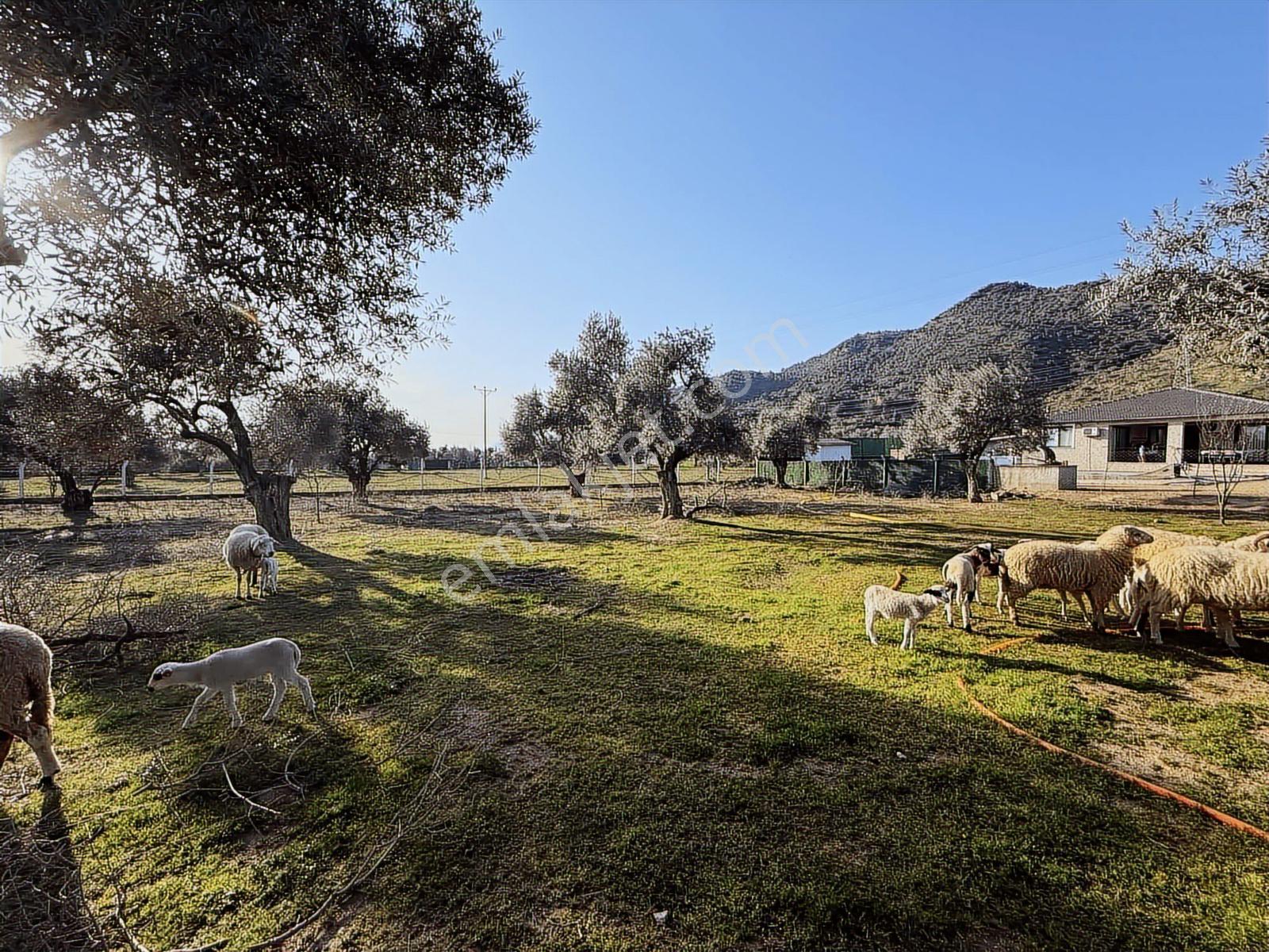 Remax Pin'den Kızılcaköyde 60 Metre Yol Cepheli Havuzlu Villa - Görsel 18