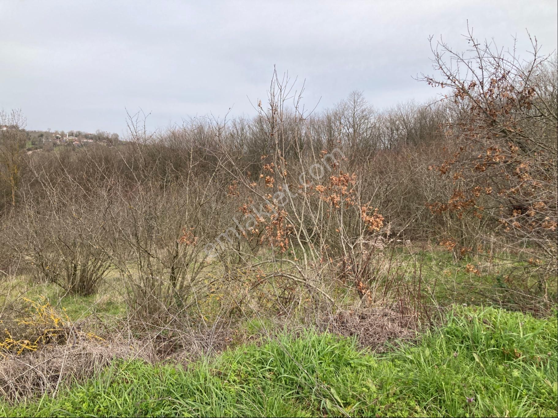 Kandıra Sucuali Yatırımlık Fındıklık - Görsel 6