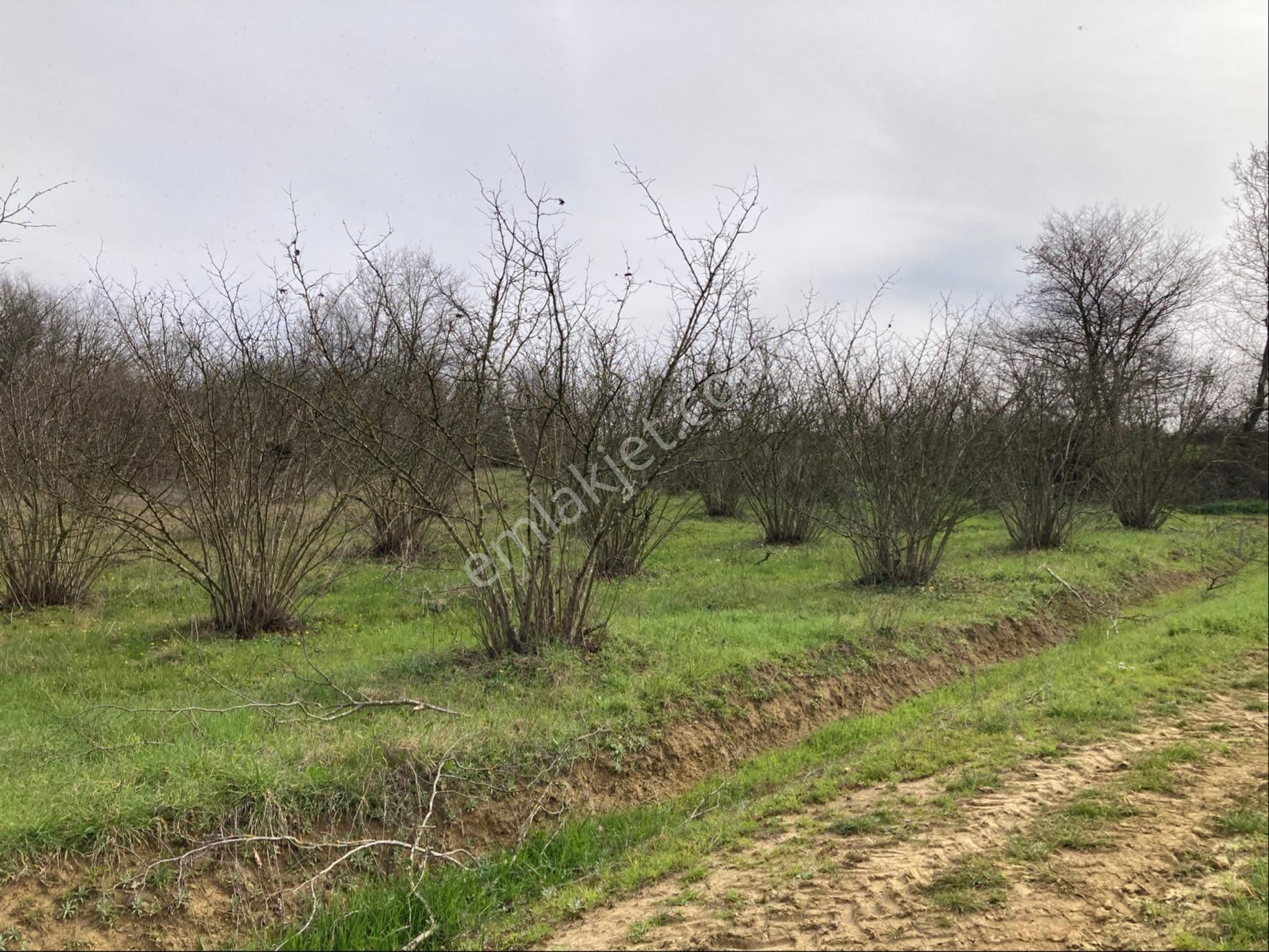Kandıra Sucuali Yatırımlık Fındıklık