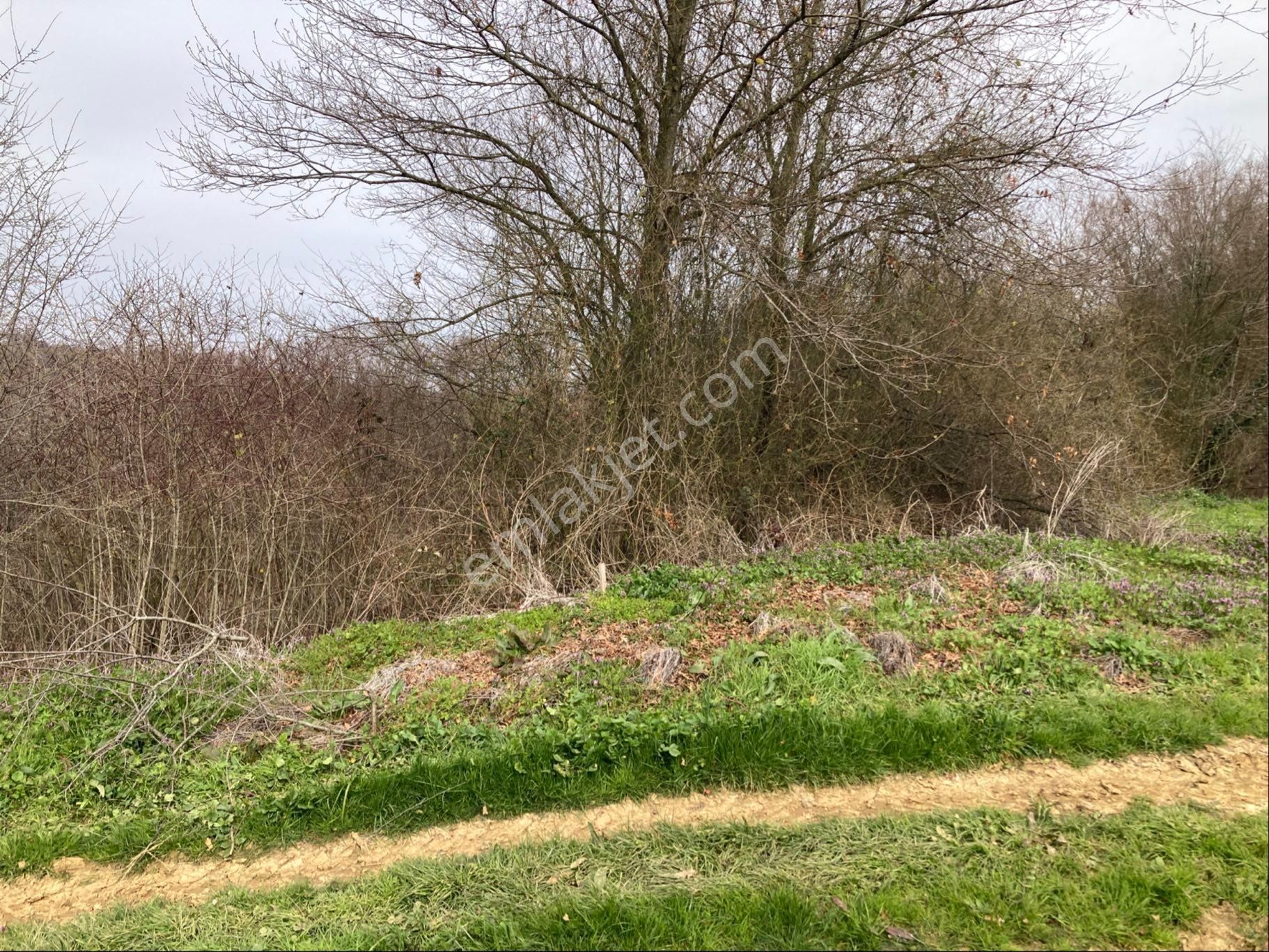 Kandıra Sucuali Yatırımlık Fındıklık - Görsel 4