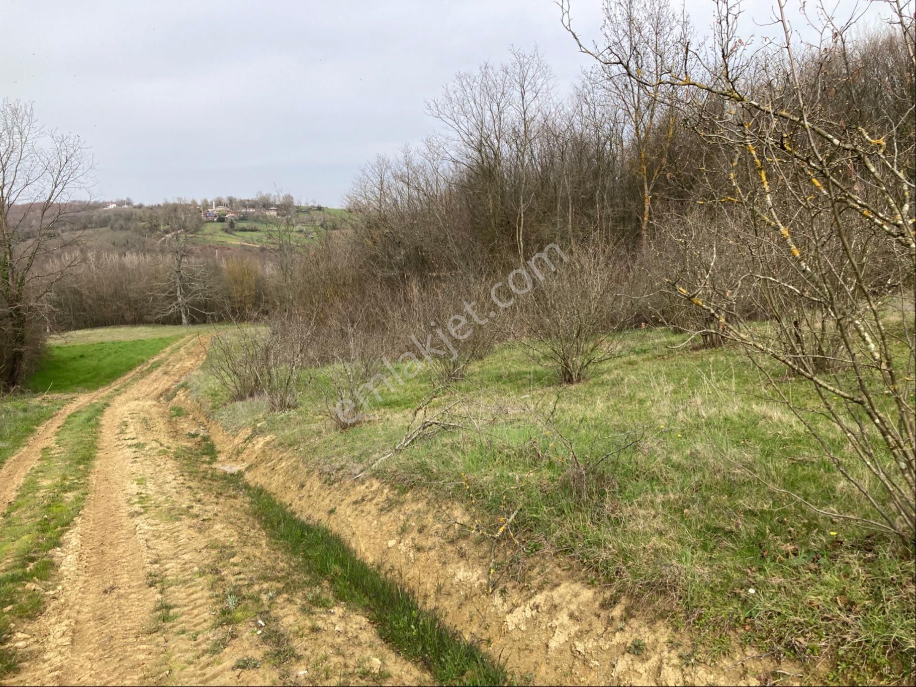 Kandıra Sucuali Yatırımlık Fındıklık - Görsel 3