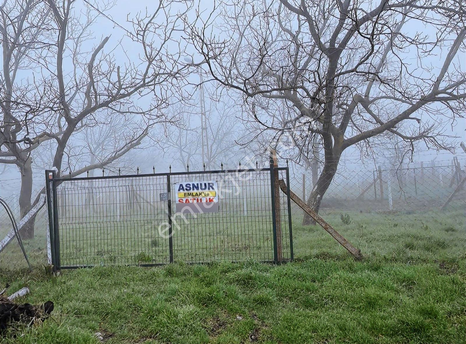 Kemalpaşa Ovacık Köy İçinde Satılık Ceviz Bahçesi
