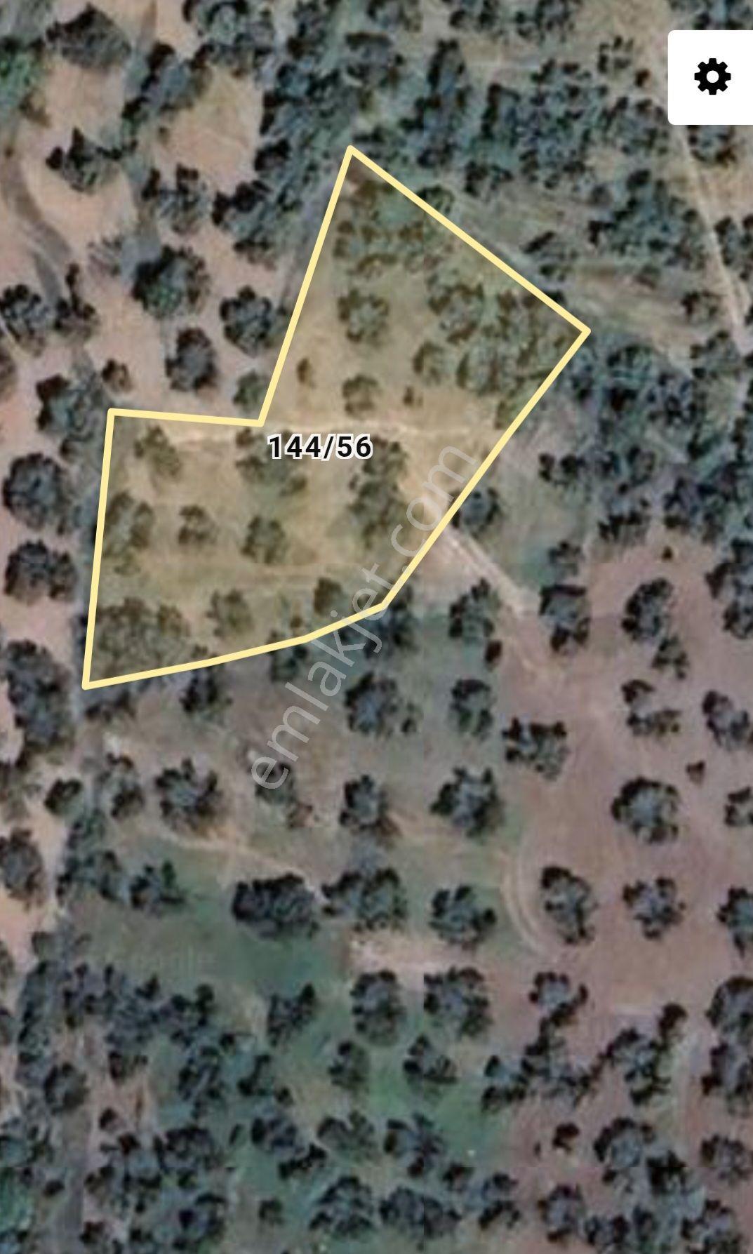 25 Ağaçlı 1248 M2 Süper Kelepir Zeytinlik - Görsel 4