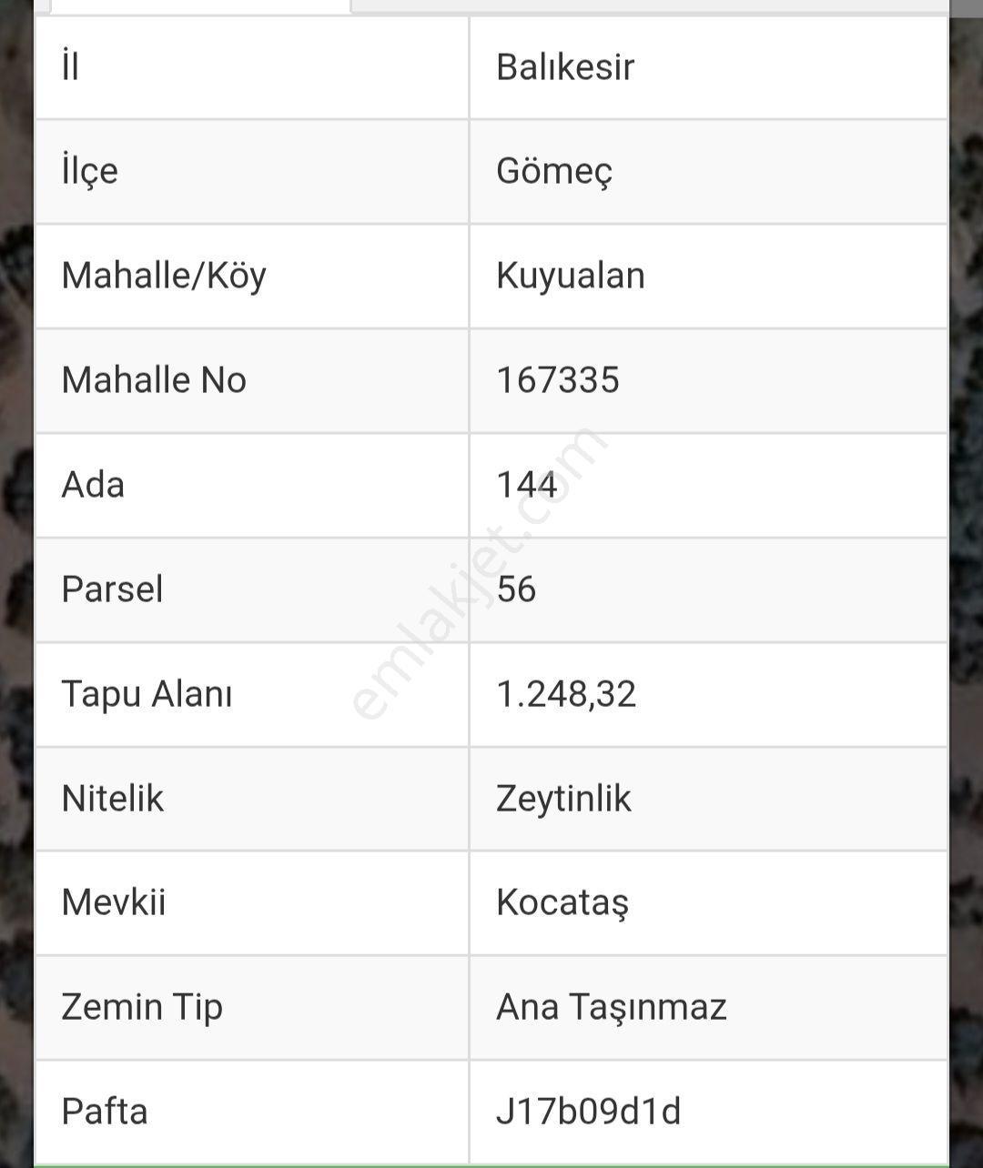 25 Ağaçlı 1248 M2 Süper Kelepir Zeytinlik - Görsel 5