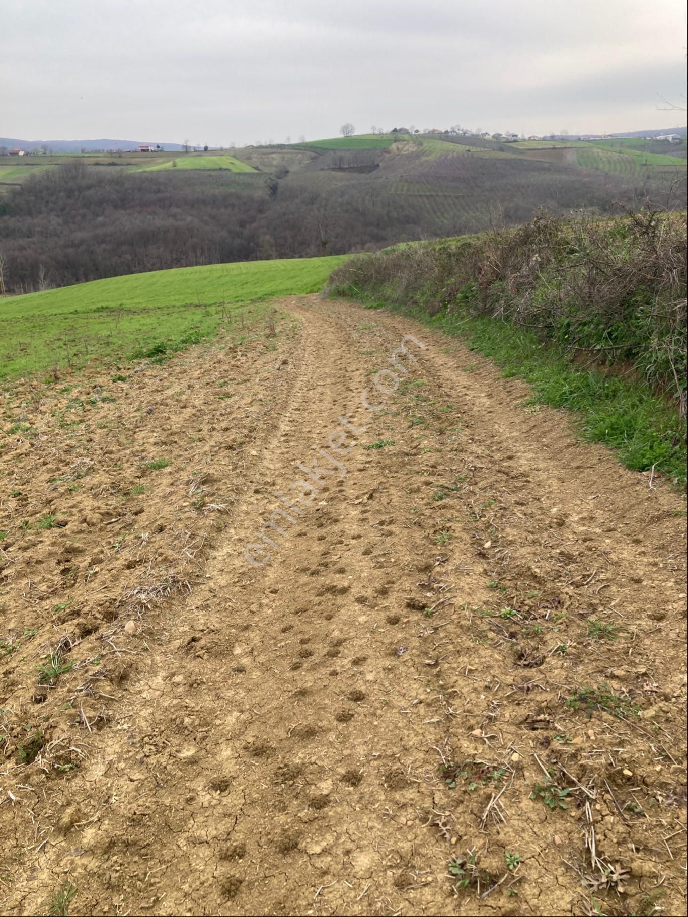 Kandıra Seyitaliler Tarla