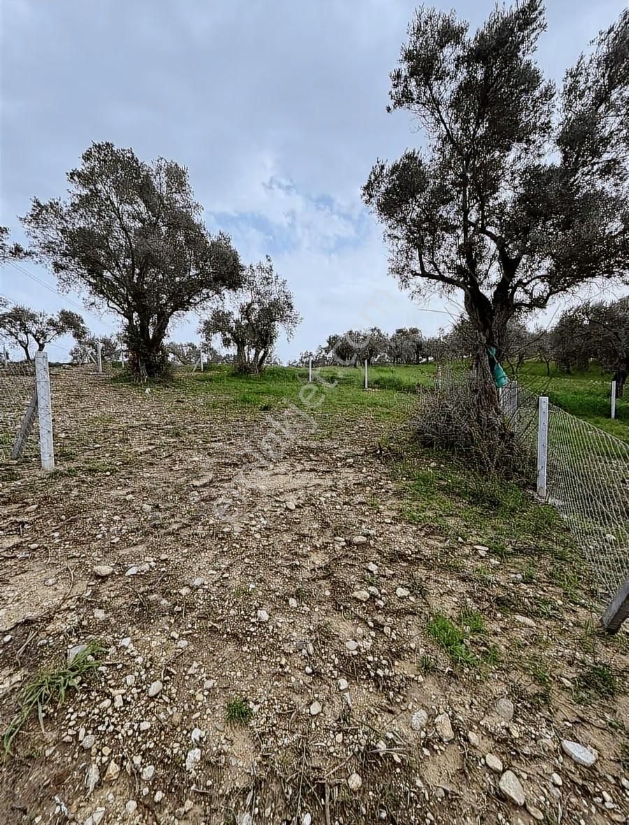 Buca Kırklar Köyünde Tapulu - Görsel 14