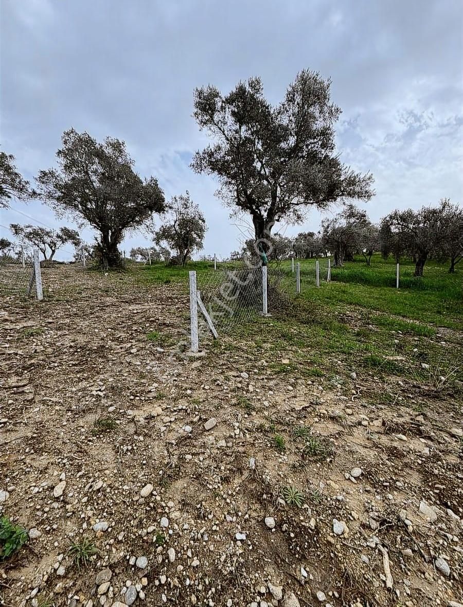 Buca Kırklar Köyünde Tapulu - Görsel 3